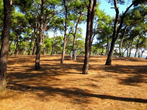 Büyükada Dilburnu piknik alanı