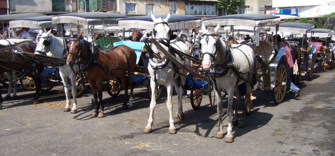 Büyükada 2014 Fayton Ücret Tarifesi