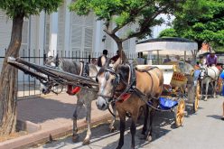 Büyükada Fayton Turu ve Fiyatları