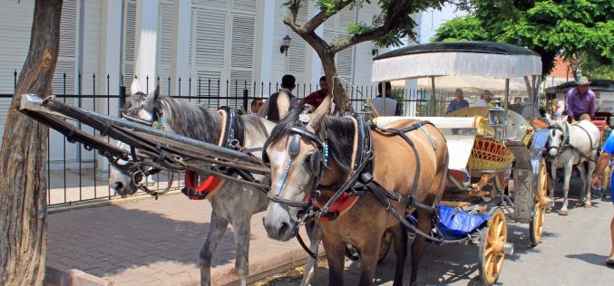 Büyükada Fayton Turu ve Fiyatları