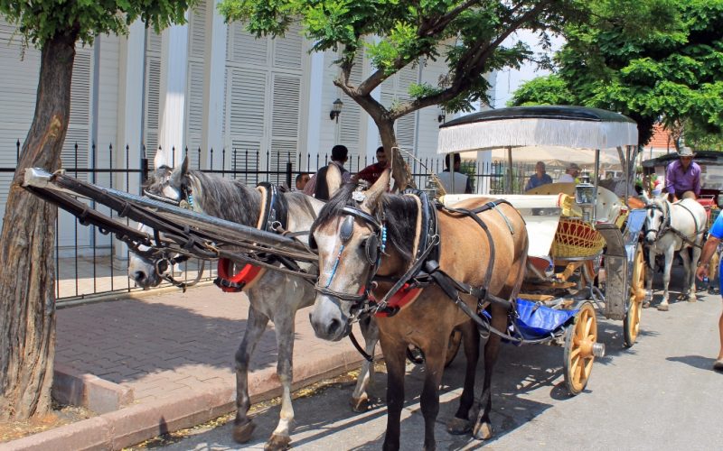 Büyükada Fayton Turu ve Fiyatları